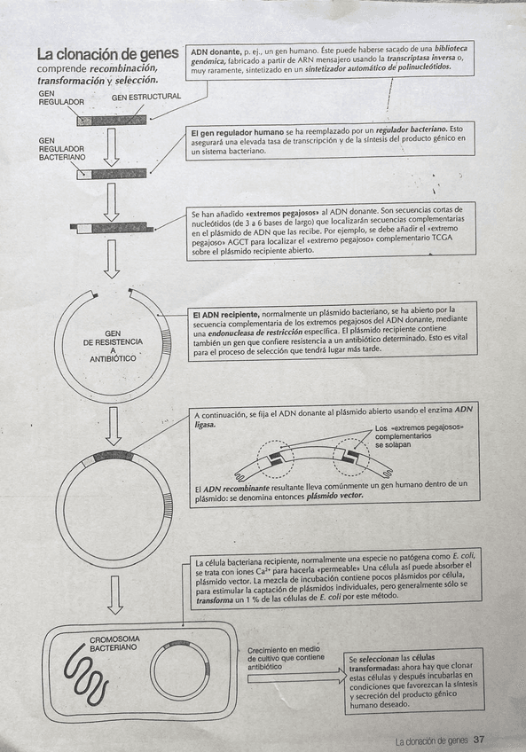 Clonacion-de-genes.jpg