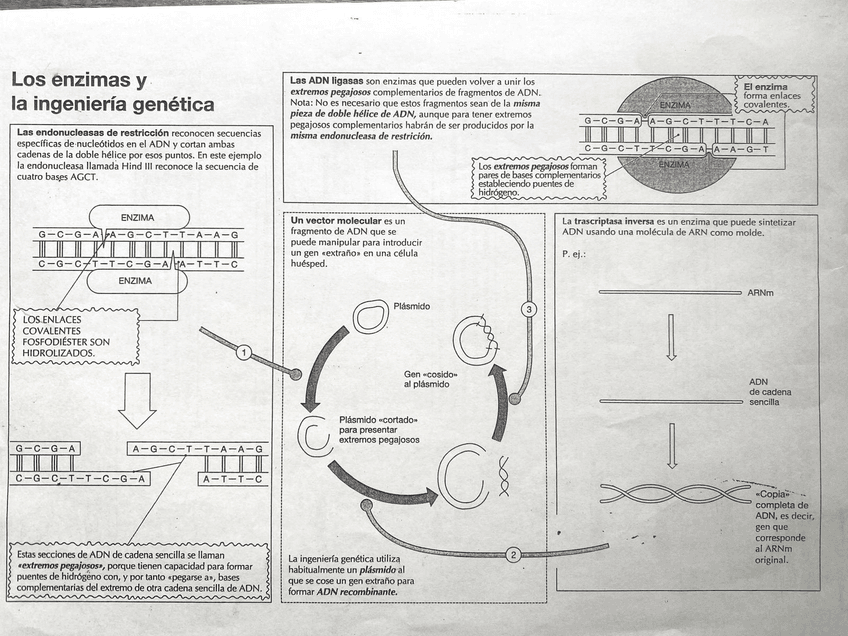 Enzimas-e-ingenieria-genetica.jpg