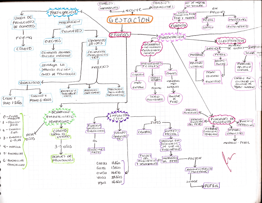 GESTACION-FISIOLOGIA.jpg