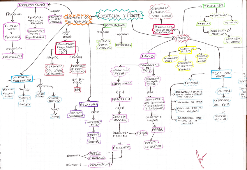 GESTACION-Y-PARTO-FISIOLOGIA.jpg