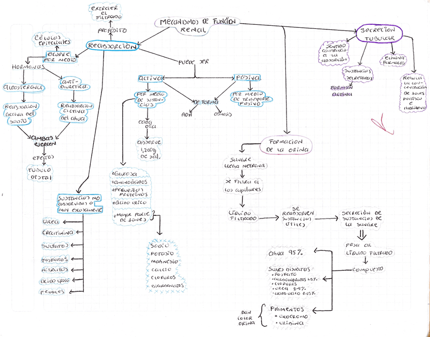MECANISMOS-DE-FUNCION-RENAL-FISIO-VET.jpg