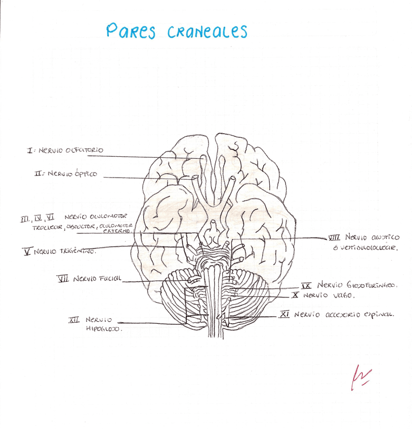 PARES-CRANEALES.jpg