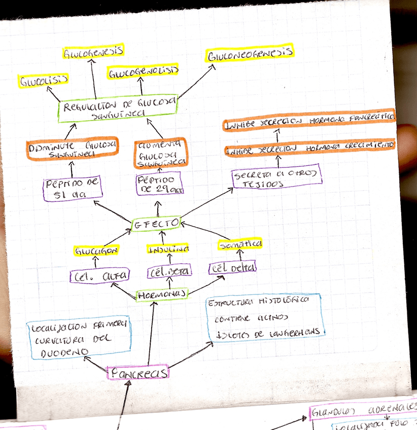 REGULACION-DE-GLUCOSA-EN-SANGRE.jpg