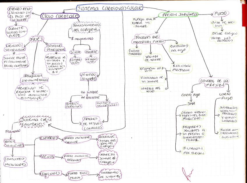 SISTEMA-CARDIO-VASCULAR-MAPA-FISIO.jpg