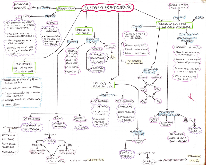 SISTEMA-RESPIRATORIO-MAPA.jpg