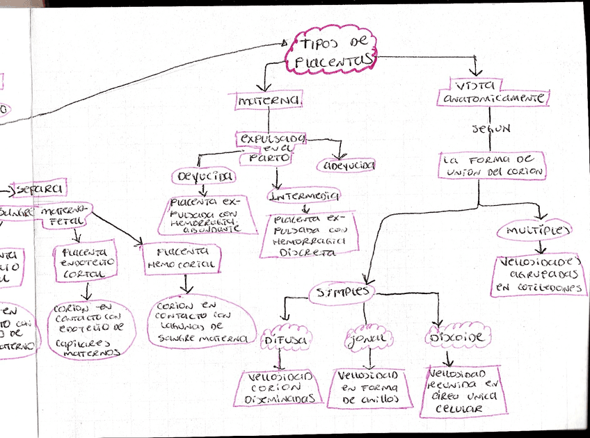 TIPOS-DE-PLACENTA.jpg