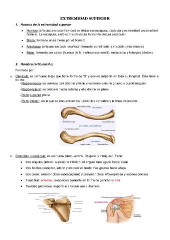 TODO MIEMBRO SUPERIOR.pdf