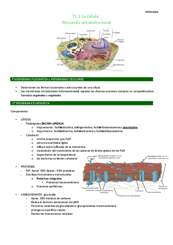 T1.1-histologia.pdf