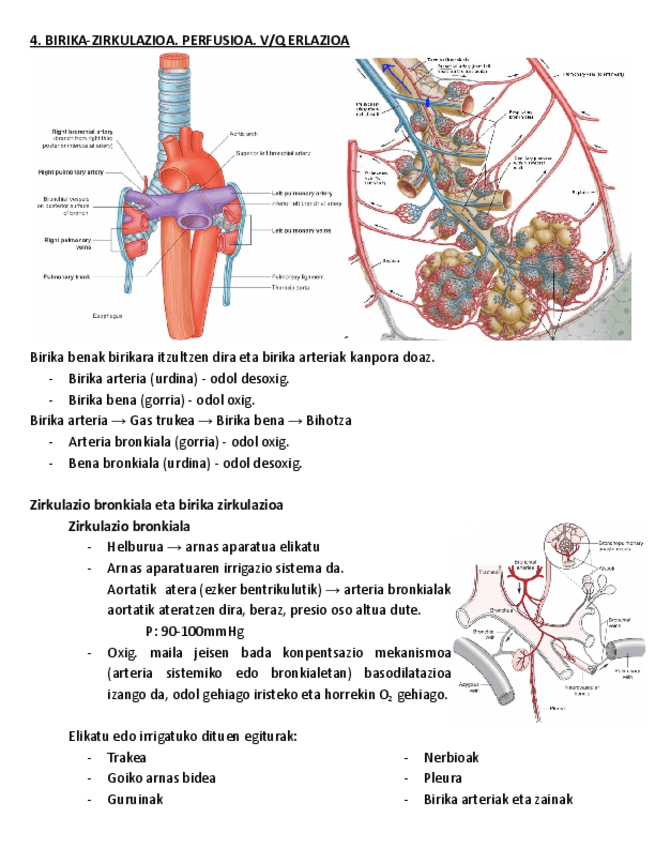 4.-BIRIKA-ZIRKULAZIOA.-PERFUSIOA.-V-Q-ERLAZIOA.pdf