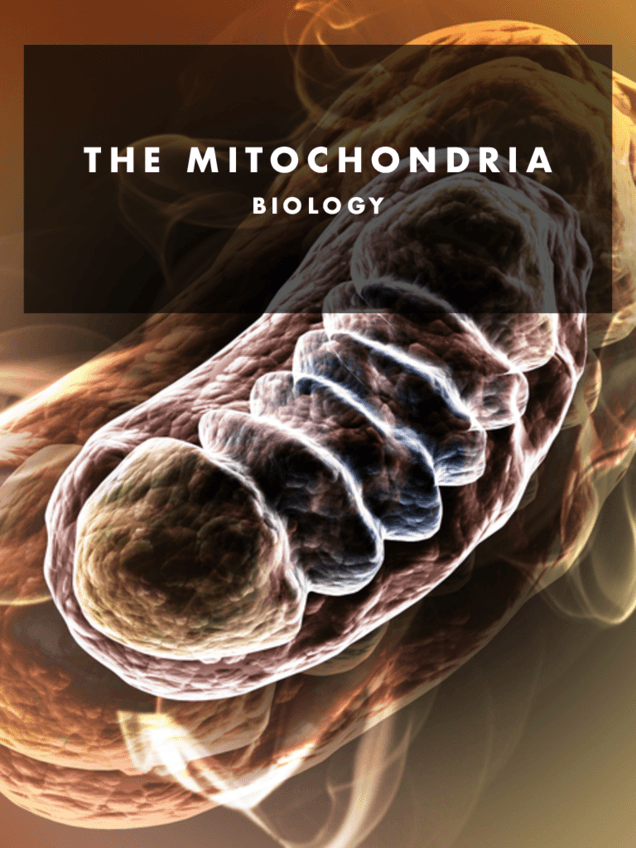 BIOLOGY.-6.Mitochondria.-Pdf.pdf