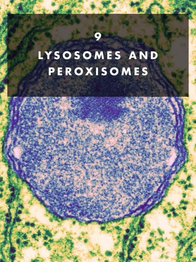 9.-LYSOSOMES-AND-PEROXISOMES..pdf