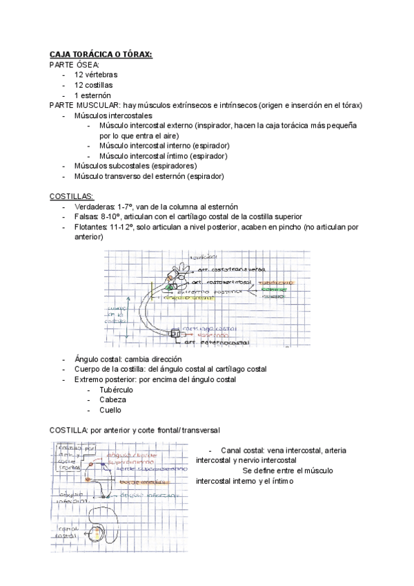 apuntes-anato-III.-torax.pdf