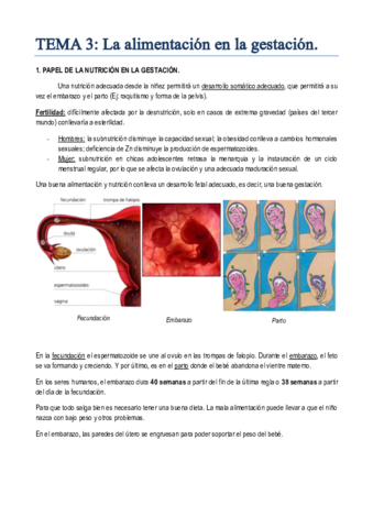 TEMA 3. La alimentación en la gestación.pdf