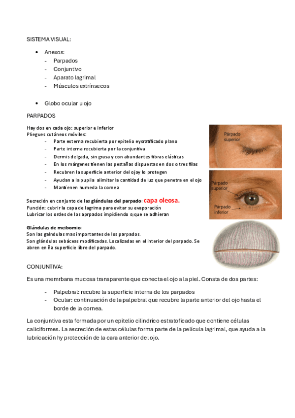 Sistema Visual Pdf