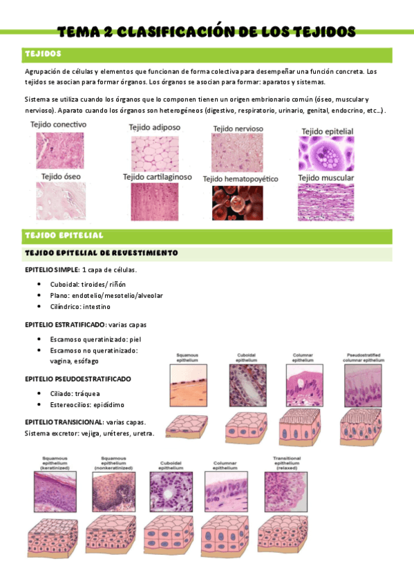 HISTOLOGIA-T2.pdf