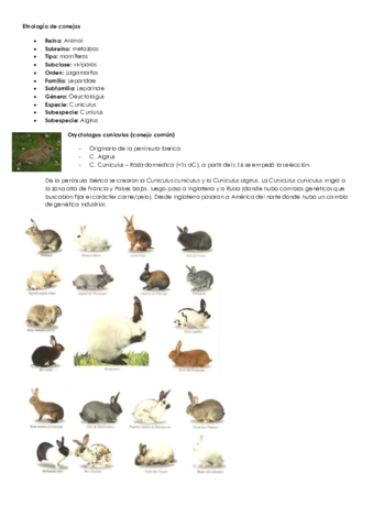 Etnología de conejos.pdf