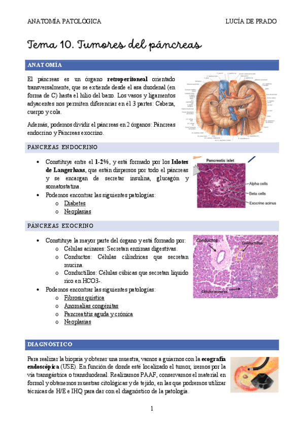 TUMORES-PANCREATICOS-2425.pdf