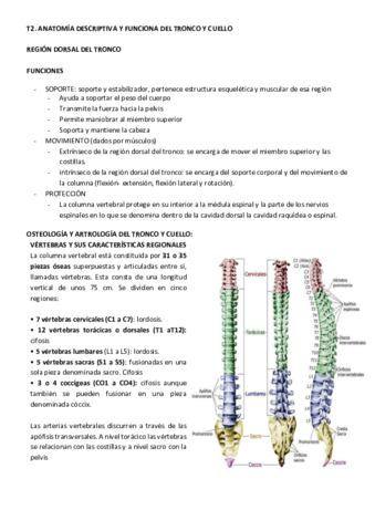 T2 ANATOMIA TRONCO Y CUELLO.pdf