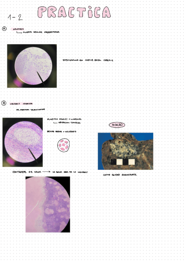 Practicas-AP-Sara-Alvarez.pdf