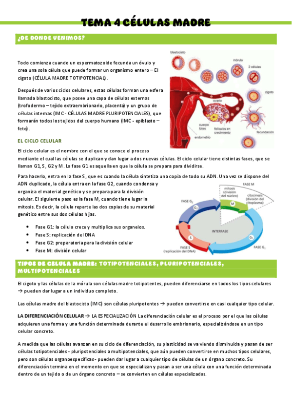 HISTOLOGIA-T4.pdf