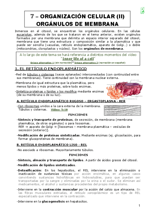 07-ORGANIZACION-CELULAR.pdf