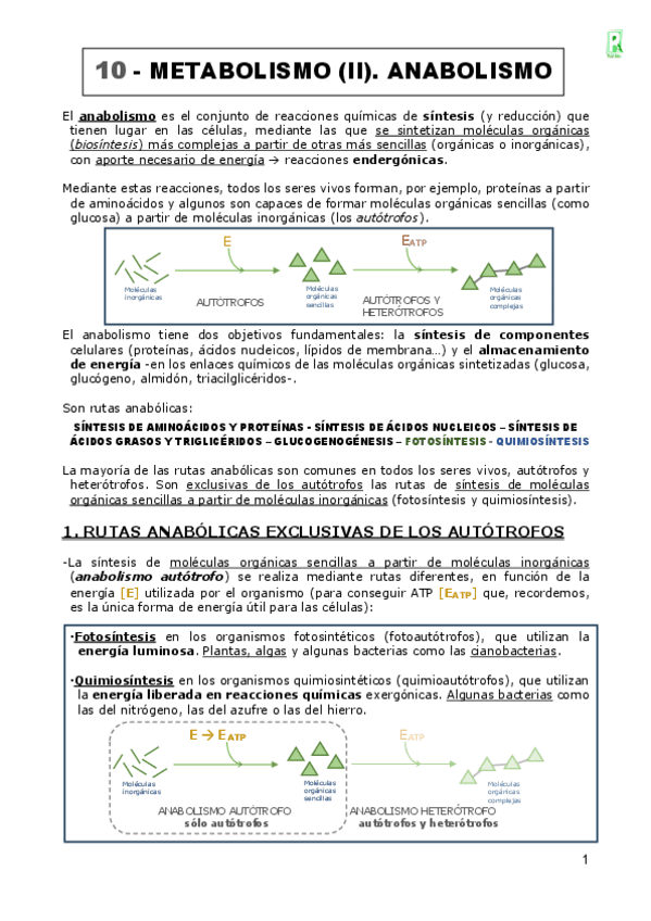 10-METABOLISMO-ANABOLISMO.pdf