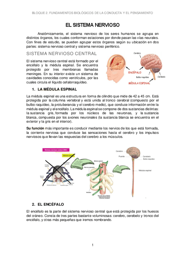 EL-SISTEMA-NERVIOSO.pdf