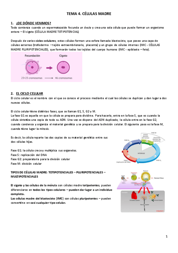 T4.-Histologia.pdf