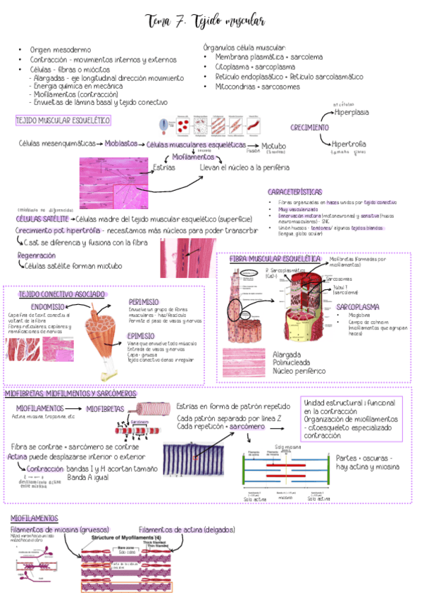 Tema-7.-Tejido-muscular.pdf
