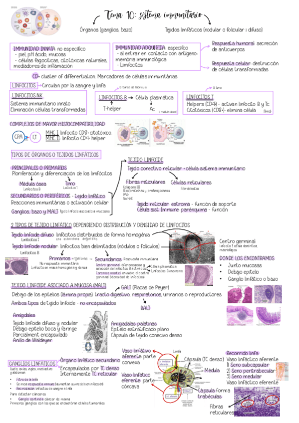 Tema-10.-Sistema-inmunitario.pdf