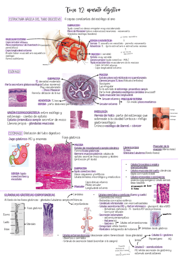 Tema-12.-Aparato-Digestivo.pdf