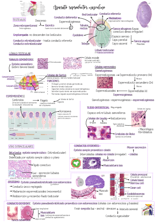 Tema-15.-Aparato-reproductor.pdf