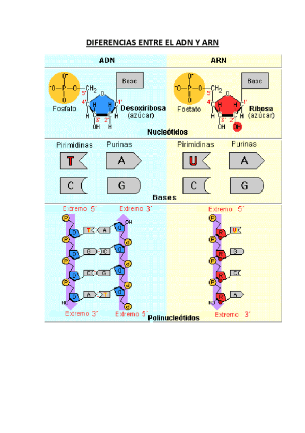 Diferencias-entre-ADN-Y-ARN.pdf