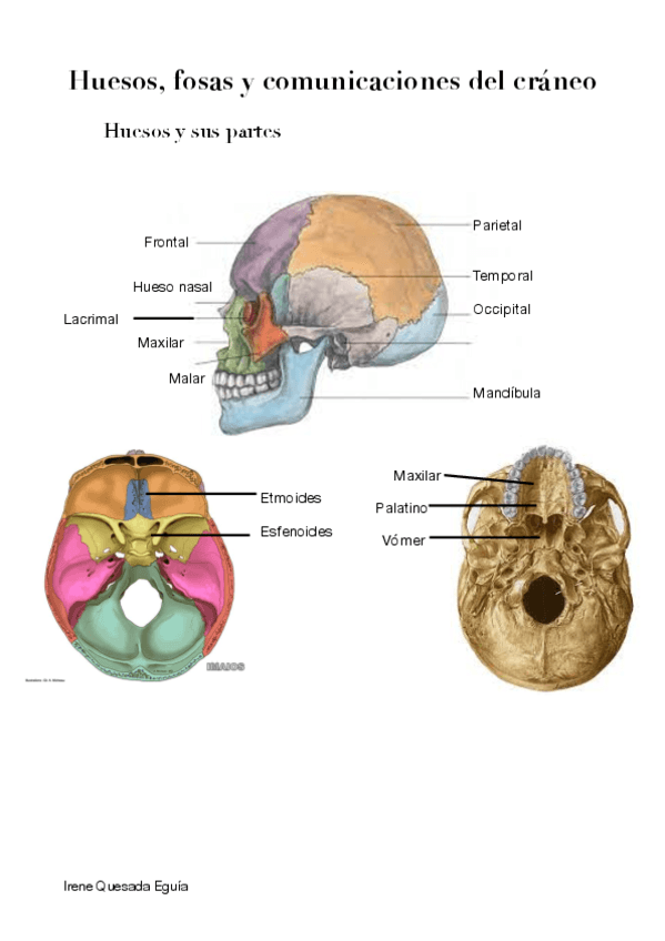 Craneo.pdf