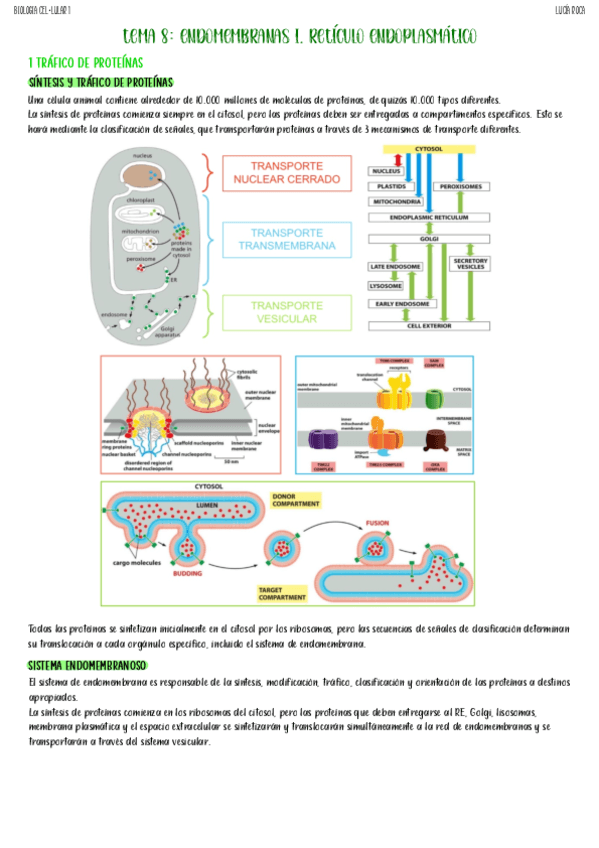 tema-8-biologia-celular-I.pdf
