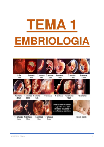 TEMA 1_Embriologia.pdf