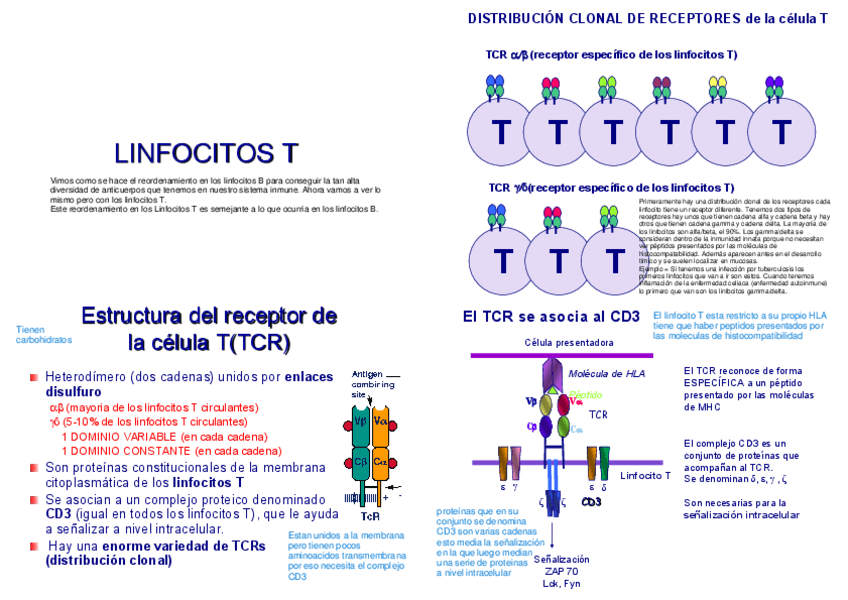 Tema-12-Inmunologia-Linfocitos-T-y-su-receptor-TCR.pdf