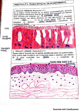 CITOLOGÍA E HISTOLOGÍA LIBRO PRÁCTICAS.pdf