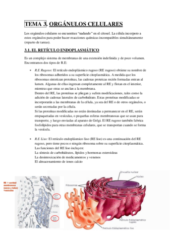TEMA 3.pdf