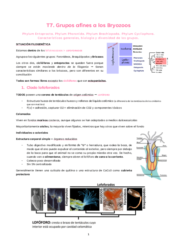 T7.-Grupos-afines-a-briozoos.pdf