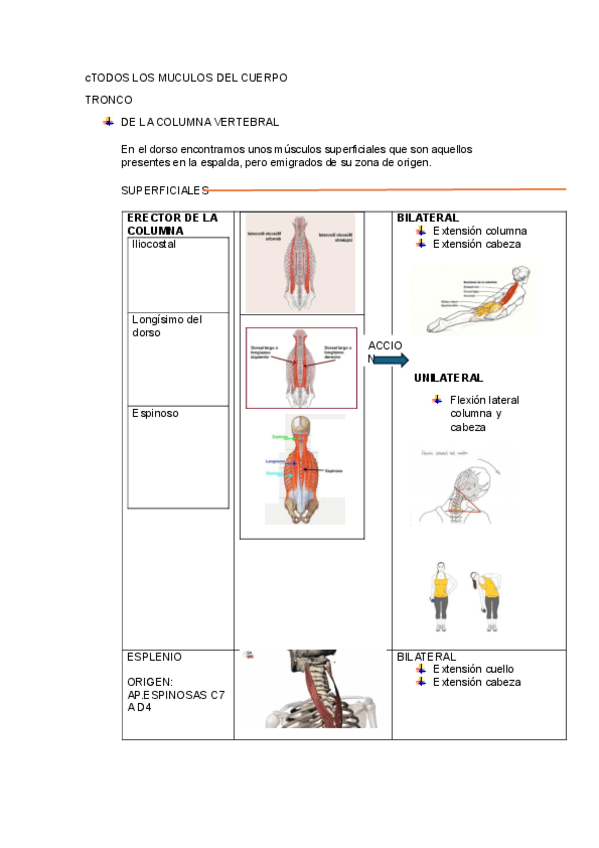 MUSCULOS-DEL-CUERPO.pdf