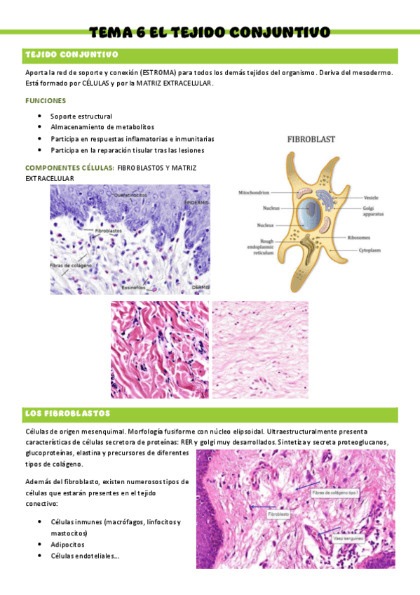 HISTOLOGIA-T6.pdf