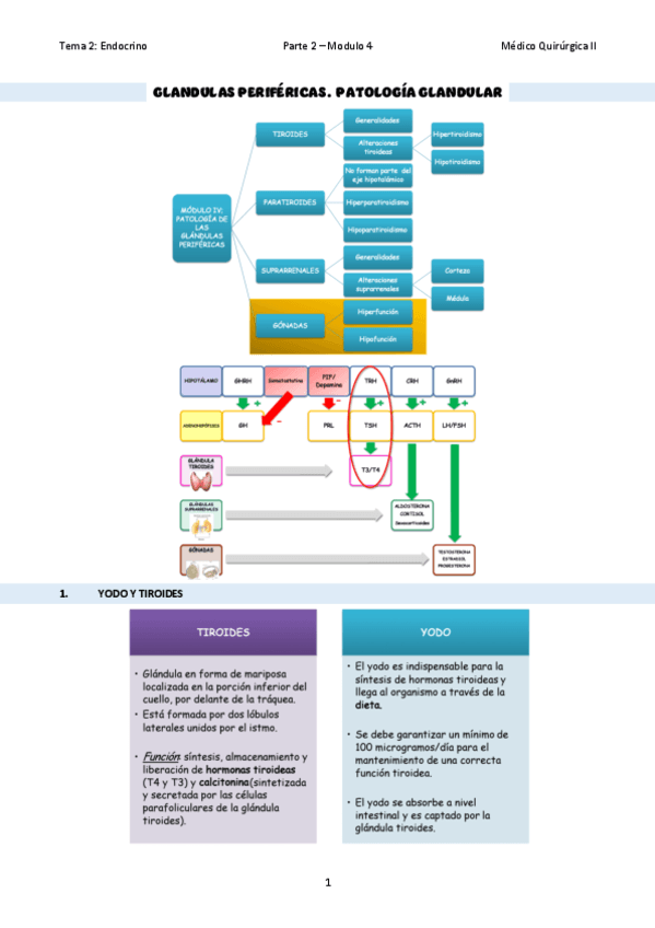 TEMA-12Patologia-de-las-glandulas-perifericas.pdf