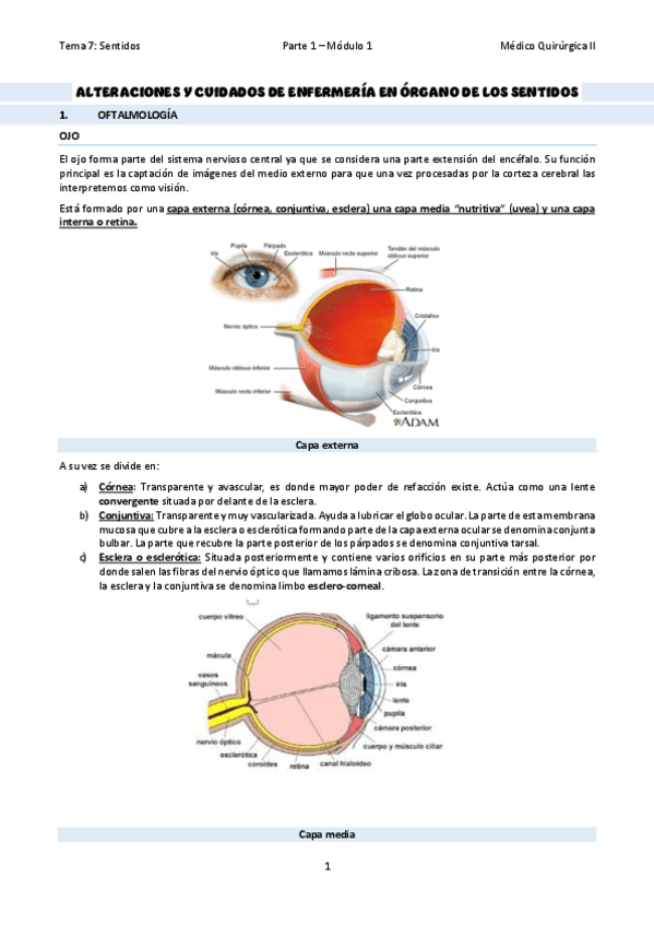 TEMA-37Organo-de-los-sentidos.pdf