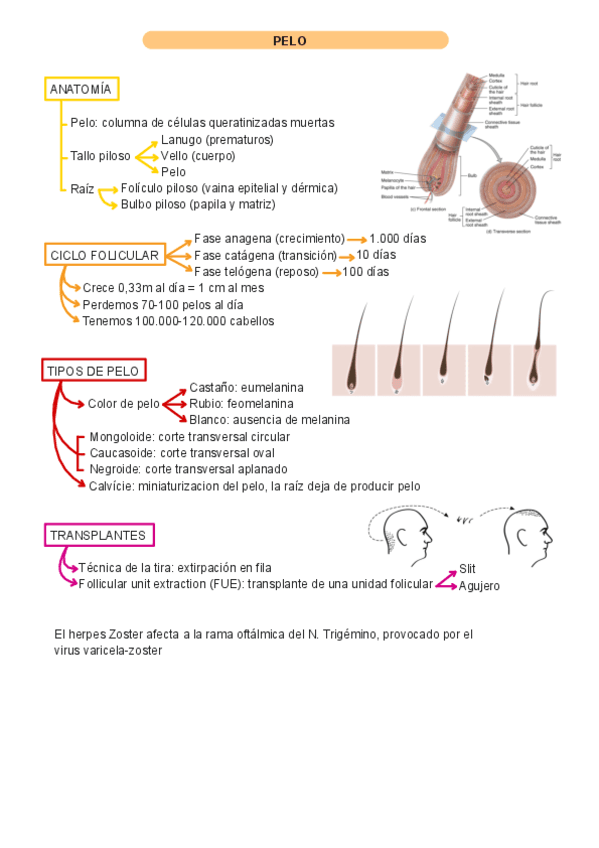 resumenes-piel.pdf