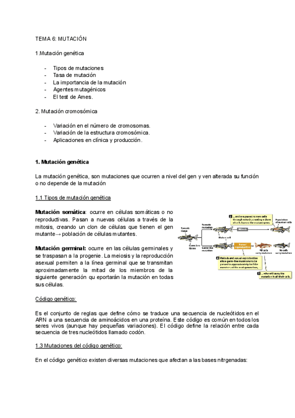 TEMA-6MUTACION.pdf