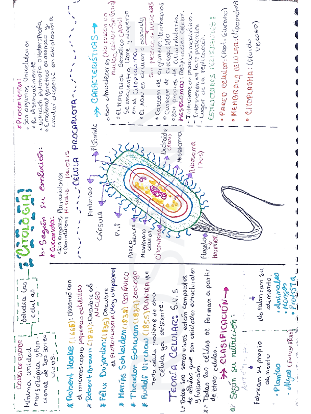 Citoplasma-celulas.pdf