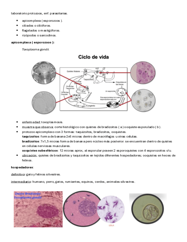 enf-parasitarias-protozoos.pdf