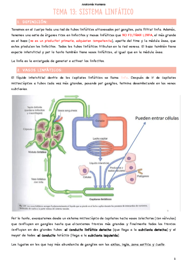T13-Sistema-linfatico.pdf
