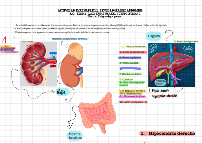ACTIVIDAD-1.1-SEMIOLOGIA-DEL-ABDOMEN.pdf